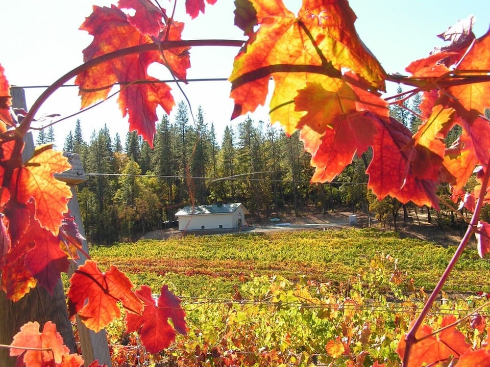 Autumn wine harvest