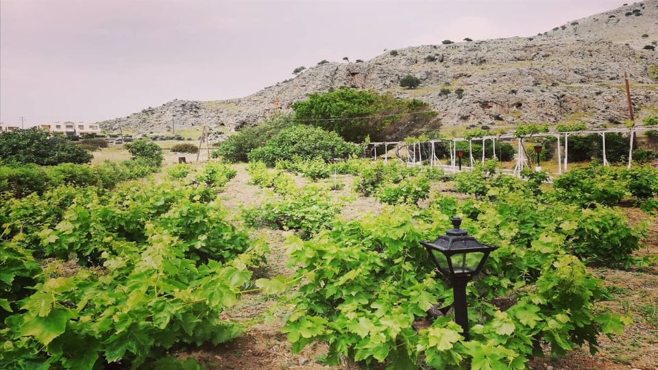 vineyard-backyard