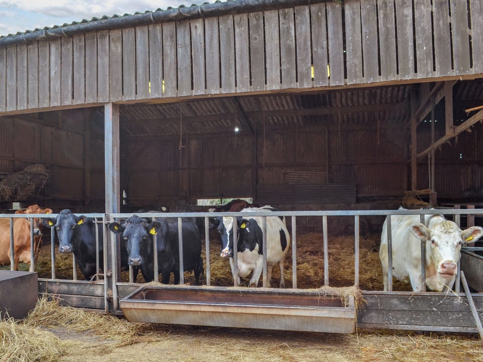Located on a working dairy farm | Bess&rsquo;s Cottage, Byley, near Middlewich