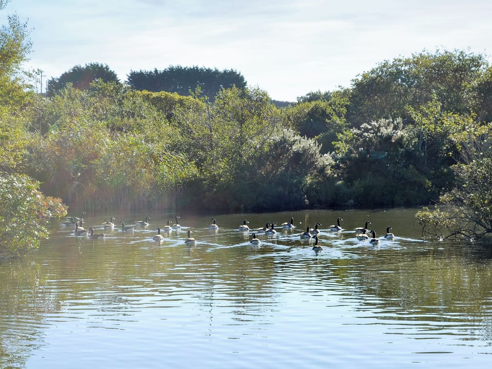 Unfenced lake in the grounds | Meadowside Lodges- Peregrine Lodge - Meadowside Lodges, St Columb, near Padstow