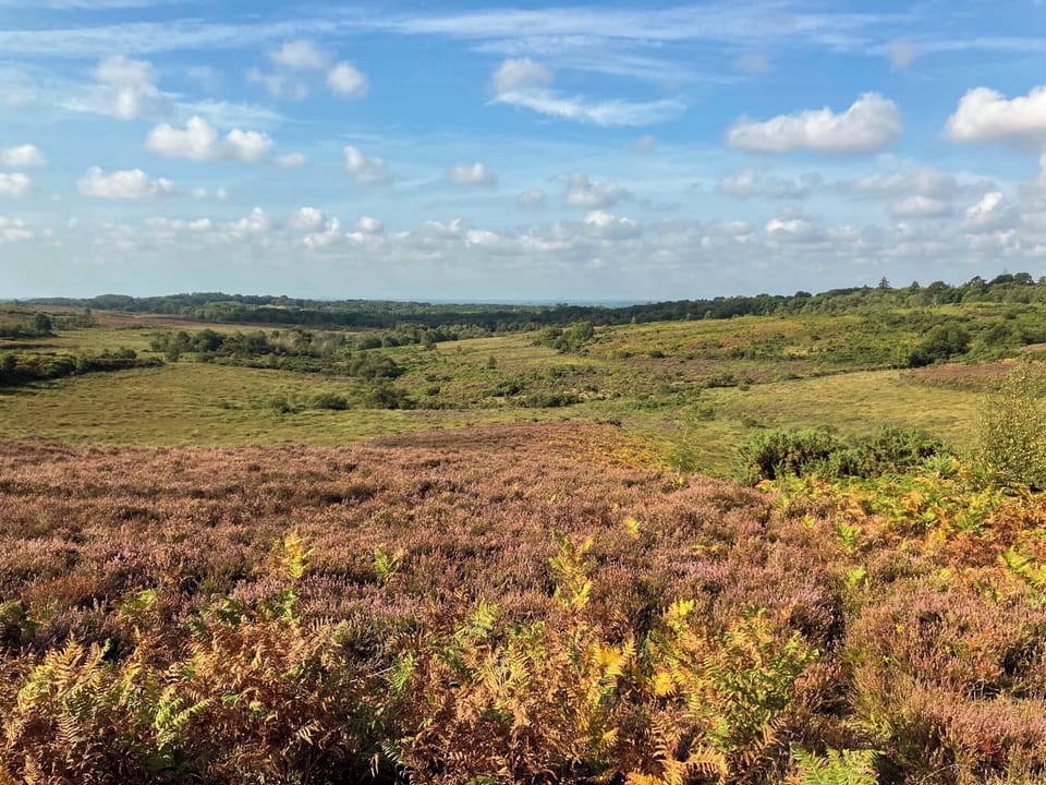 Surrounding area | Alice&rsquo;s Lodge - New Forest Cottages, Picket Hill, near Ringwood