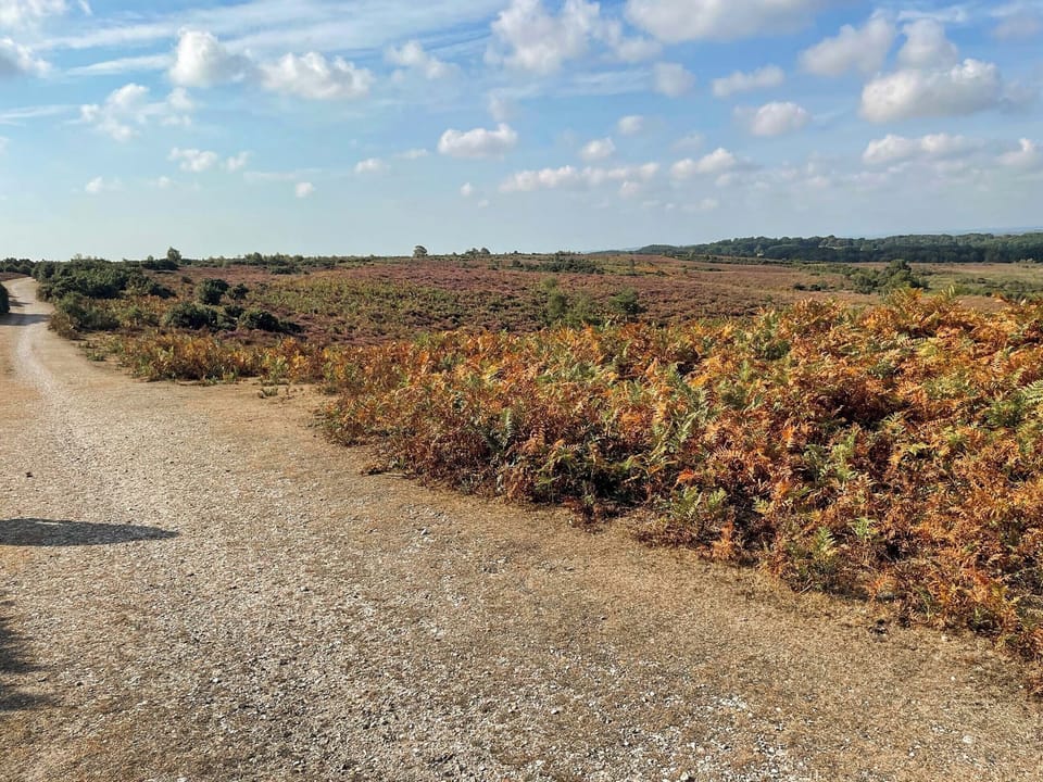 Surrounding area | Alice&rsquo;s Lodge - New Forest Cottages, Picket Hill, near Ringwood