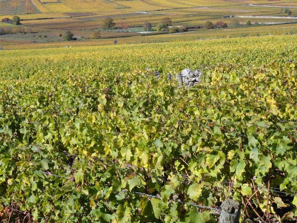 Scene of the celebrated Meursault vineyards
