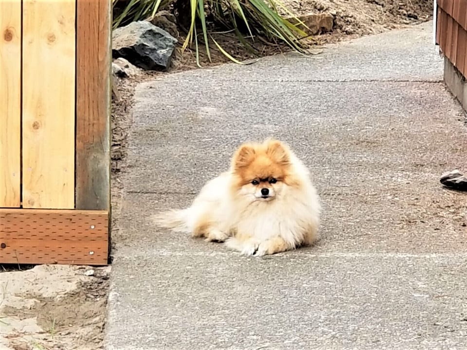 Pet Friendly