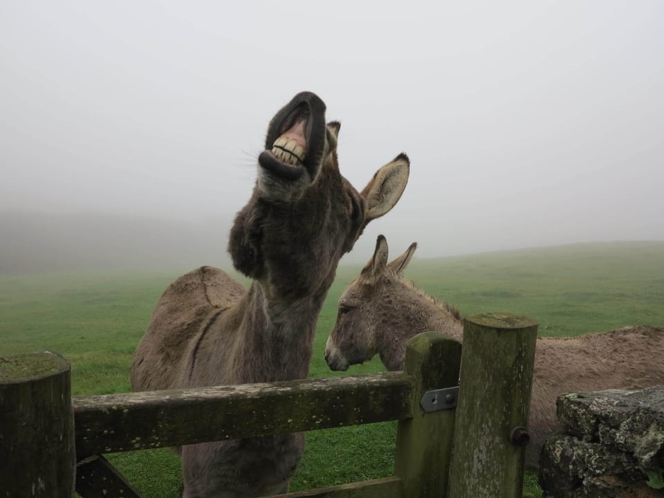 Dobbin saying good morning!