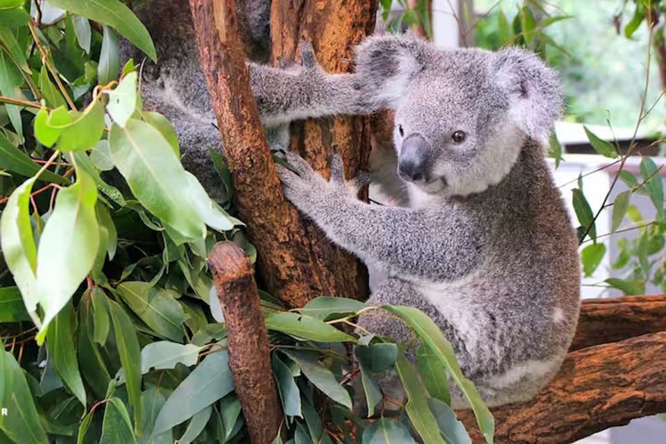Lone Pine Koala Sanctuary just 8km away.