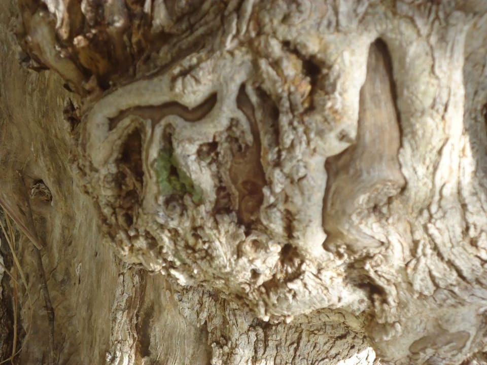 Old olive tree in the garden