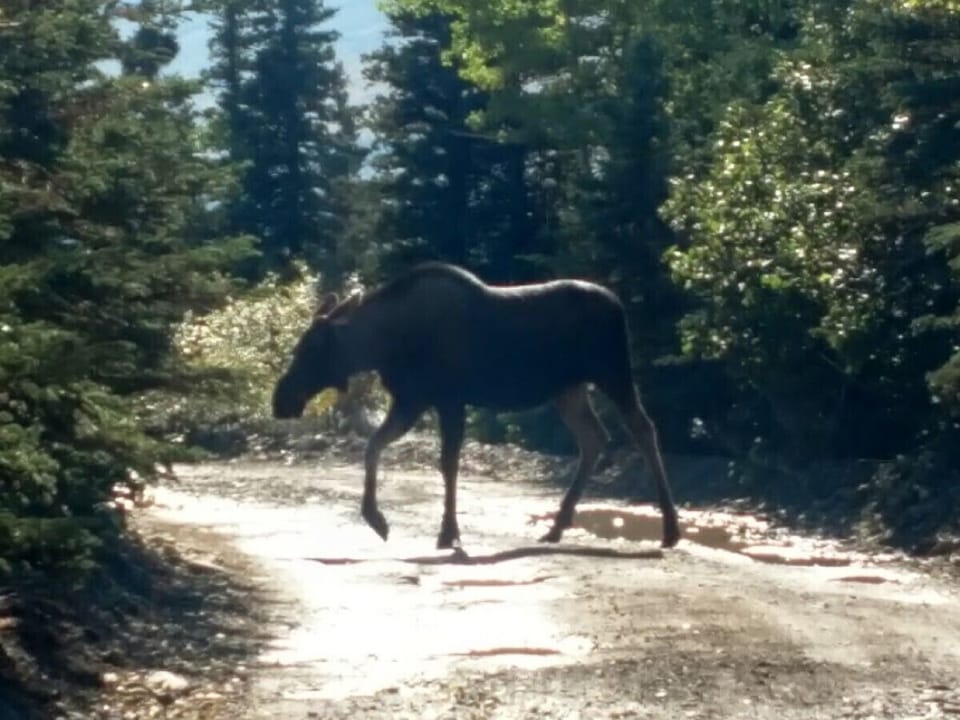  Denali Wildlife Caribou Cabin Luxury with a touch of Rustic..  Cabin in Healy