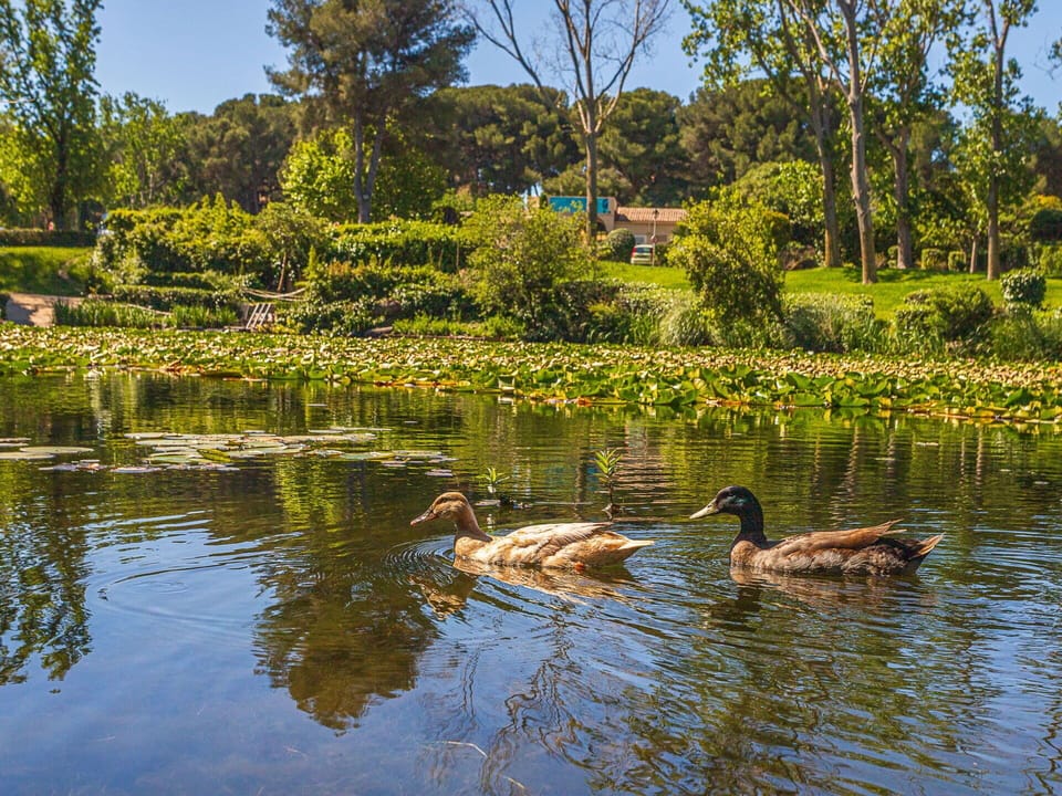 Water, Green, Body Of Water, Nature, Natural Environment, Yellow, Natural Landscape, Watercourse, Garden, Reflection