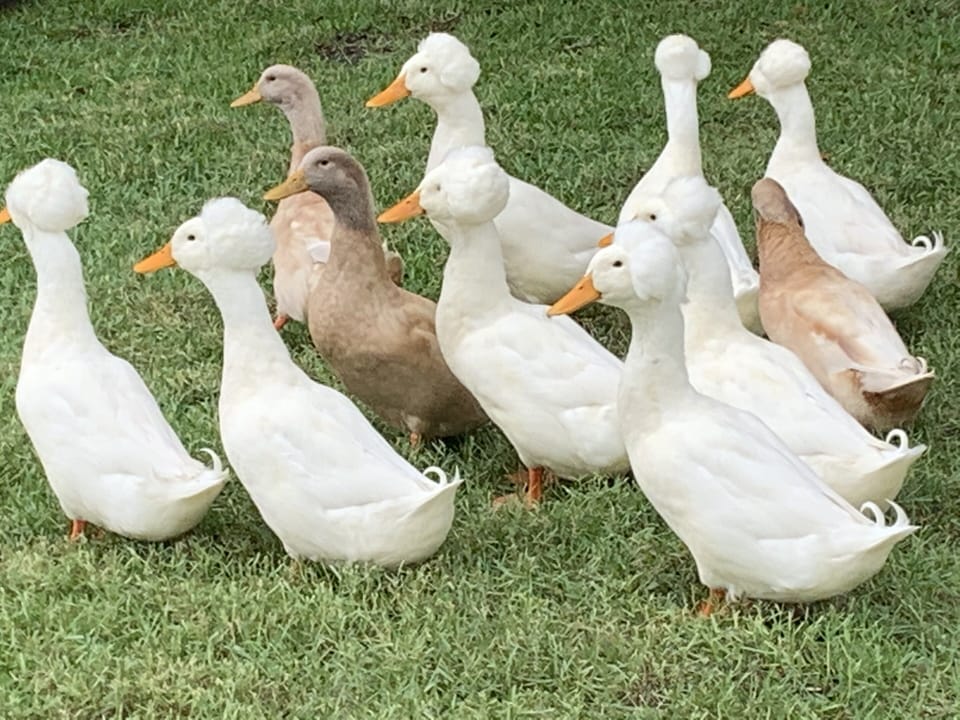The little tufted headed ducks are a hit with kids!