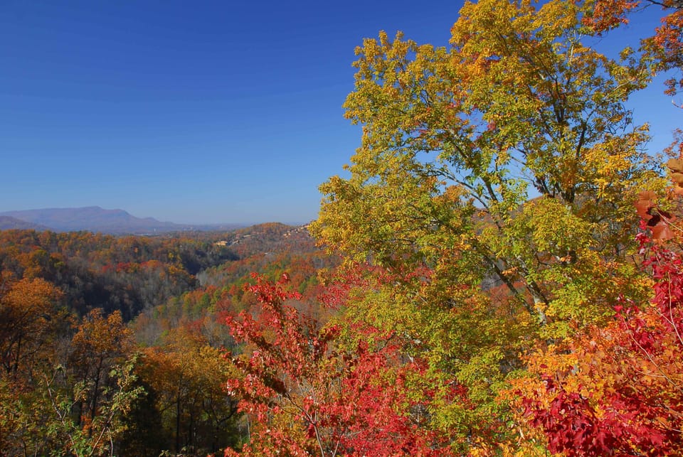 Fall Foliage