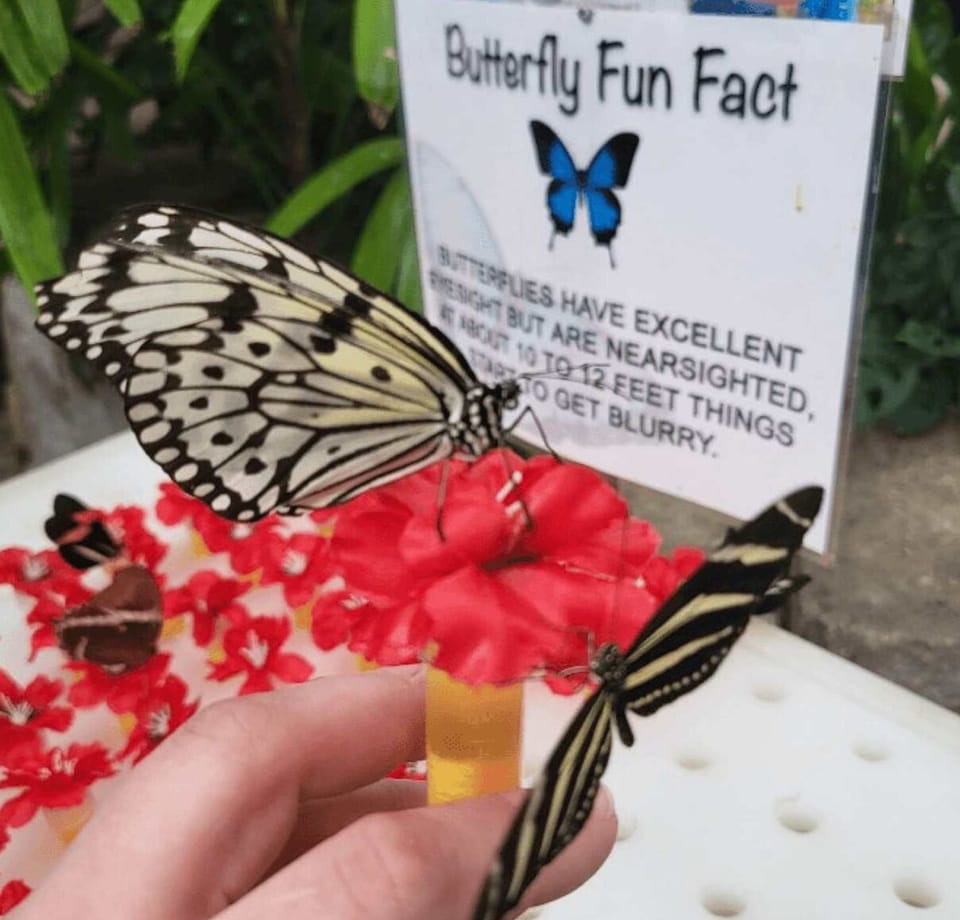 Embrace nature at The Butterfly Palace.