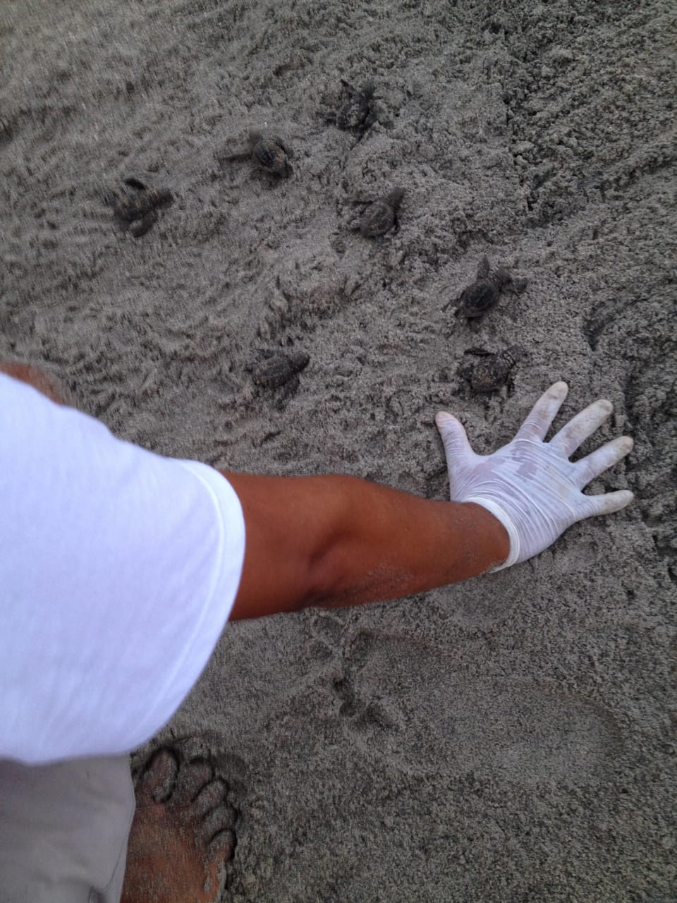 Turtle release