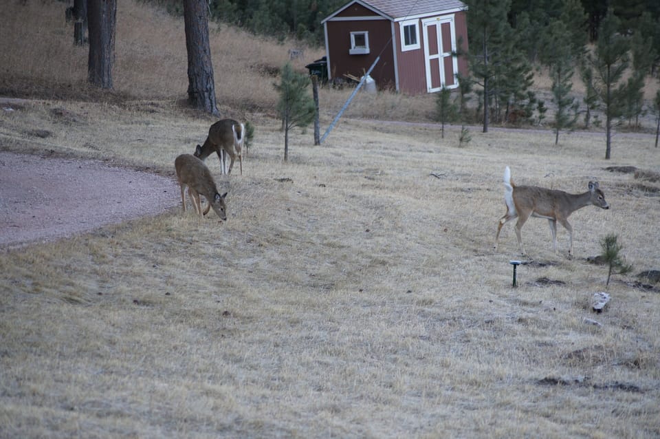 ELK HAVEN CABINS, Custer, SD (12)