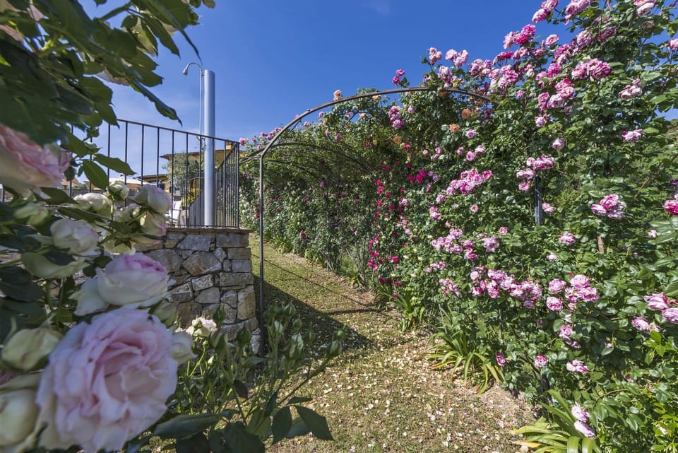 Flower, Plant, Garden Roses, Garden, Flowering Plant, Rose Family, Pink, Rose, Wall, Spring