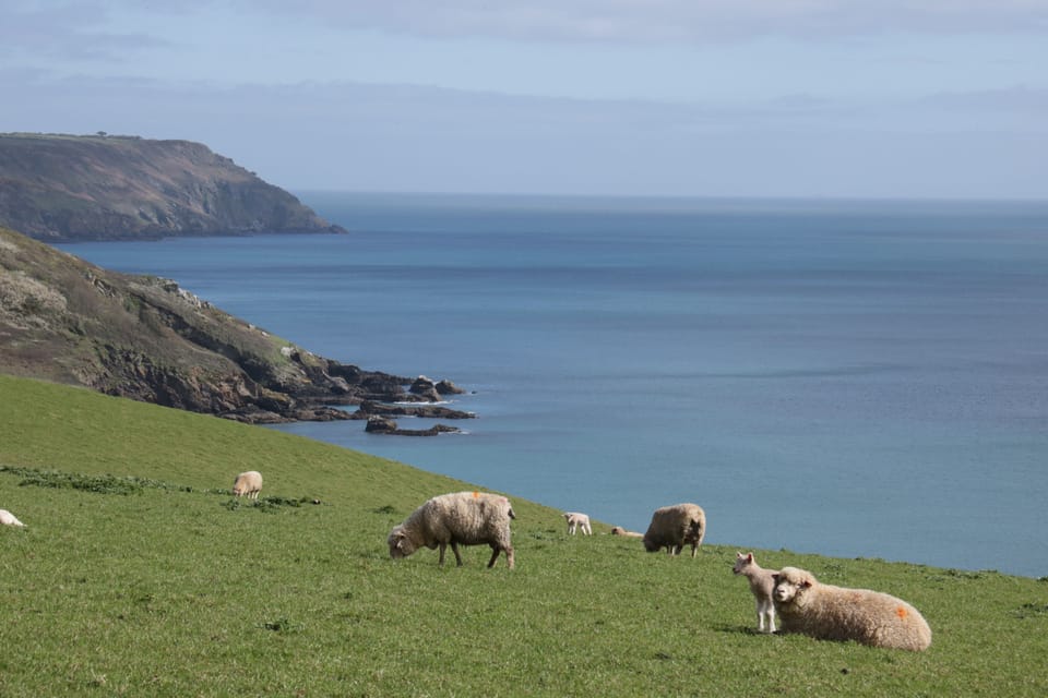 Coast from Caerhays