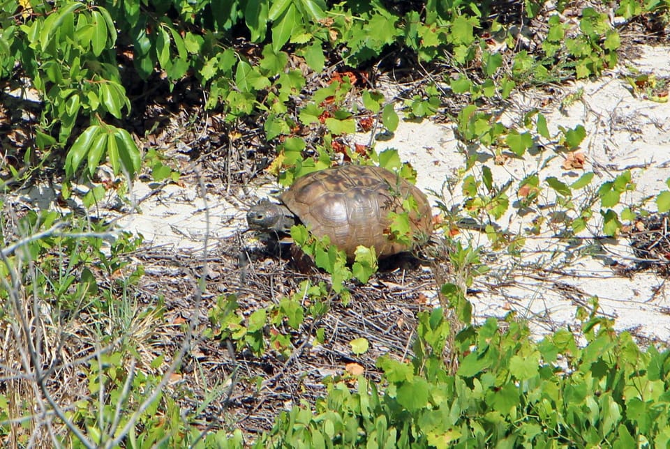 We frequently spot turtles, rabbits and other wildlife from our balcony.