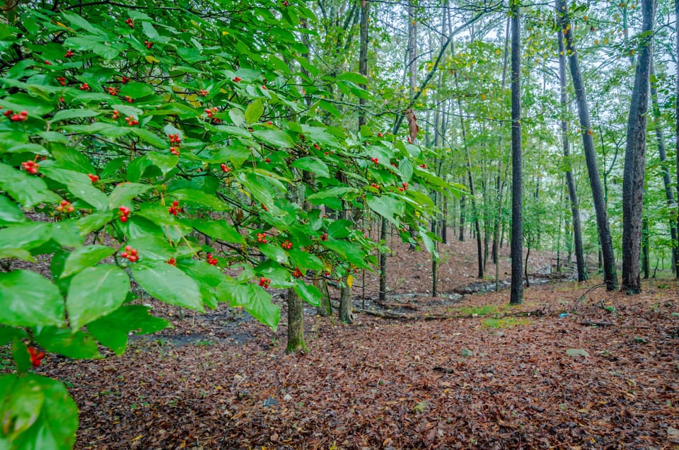 DSC_0452-HDR.jpg