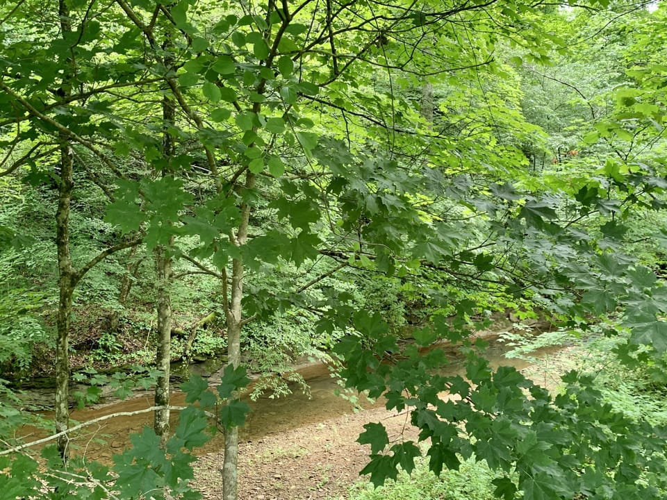 Looking over the bank into the creek area  