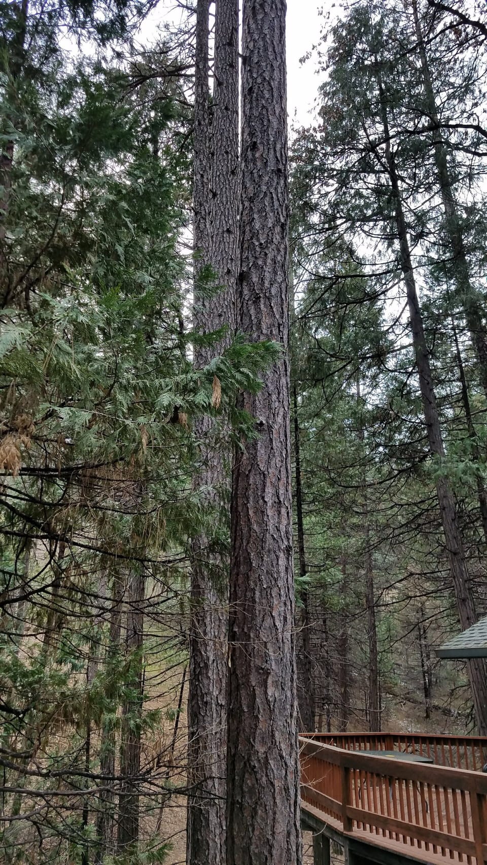 Trees around the deck
