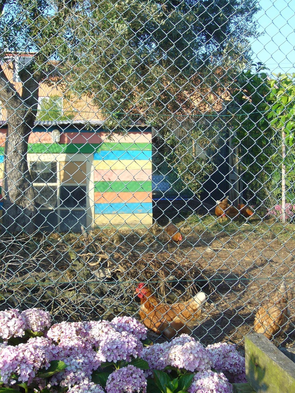 Sport court