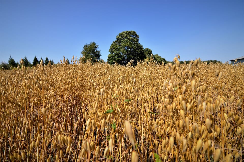 Field of Oats at Carraig Dale