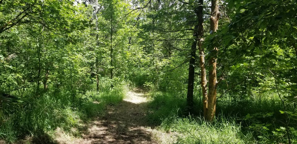 Grove behind cabin. Path leads to glamp tent.