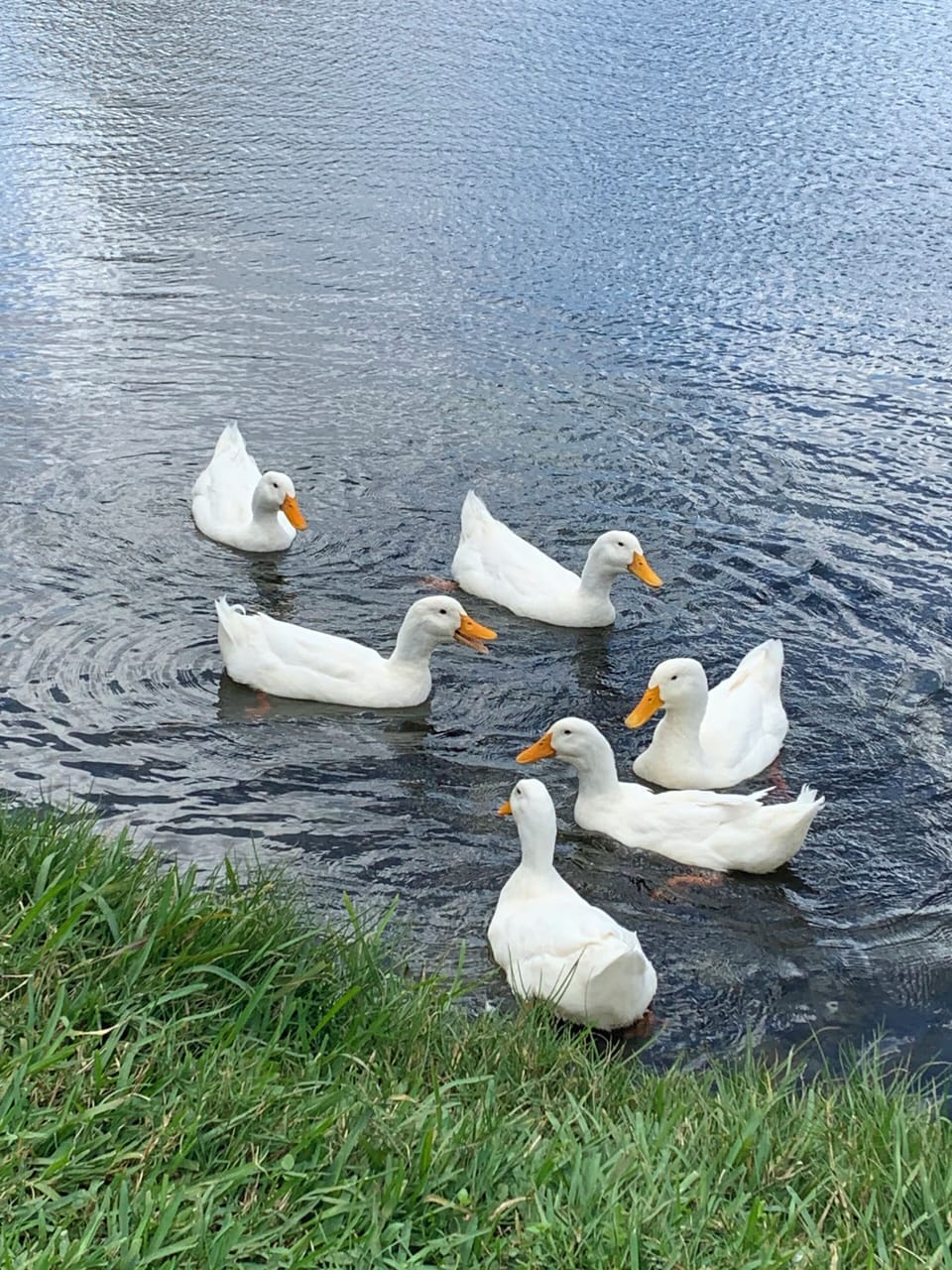 Less than a mile away, many ducks and geese can be seen at the library pond
