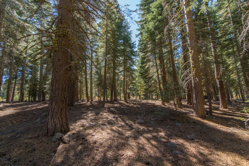 Forested views