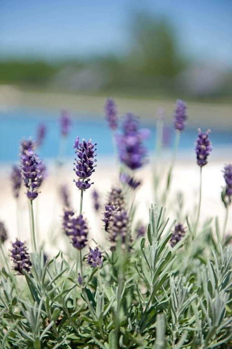 Domaine de L'Isle Basse Bed and Breakfast in Occitanie