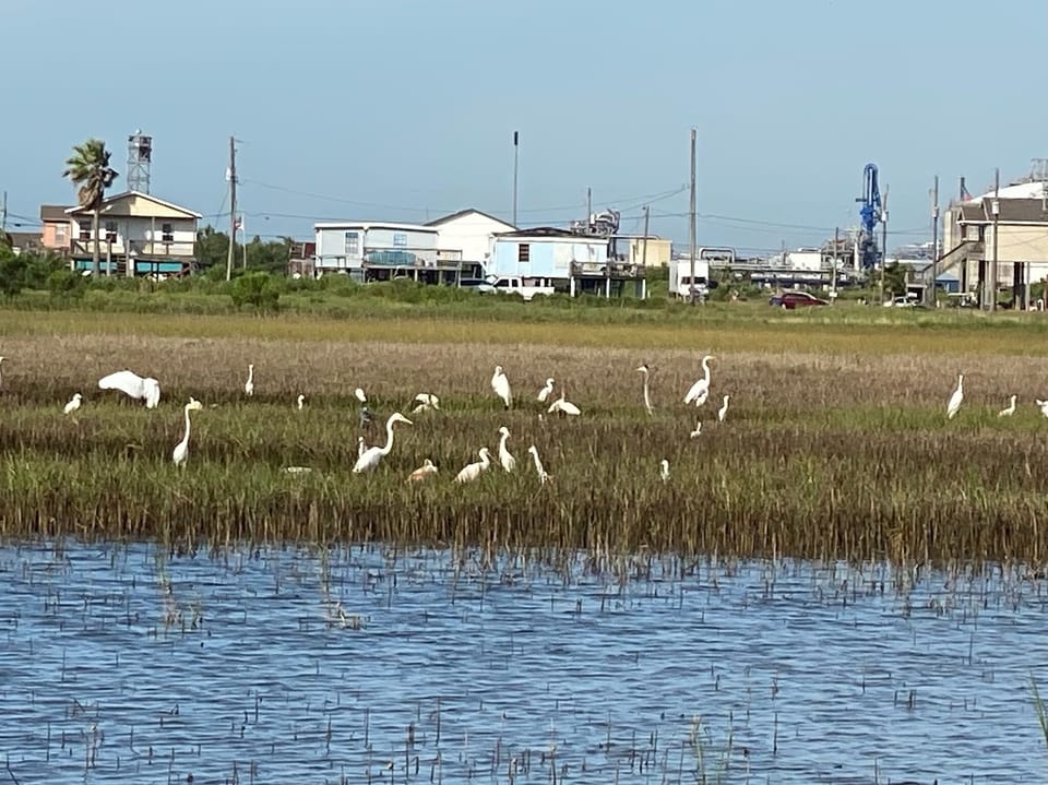 Salt marsh nearby is home to a variety of wildlife