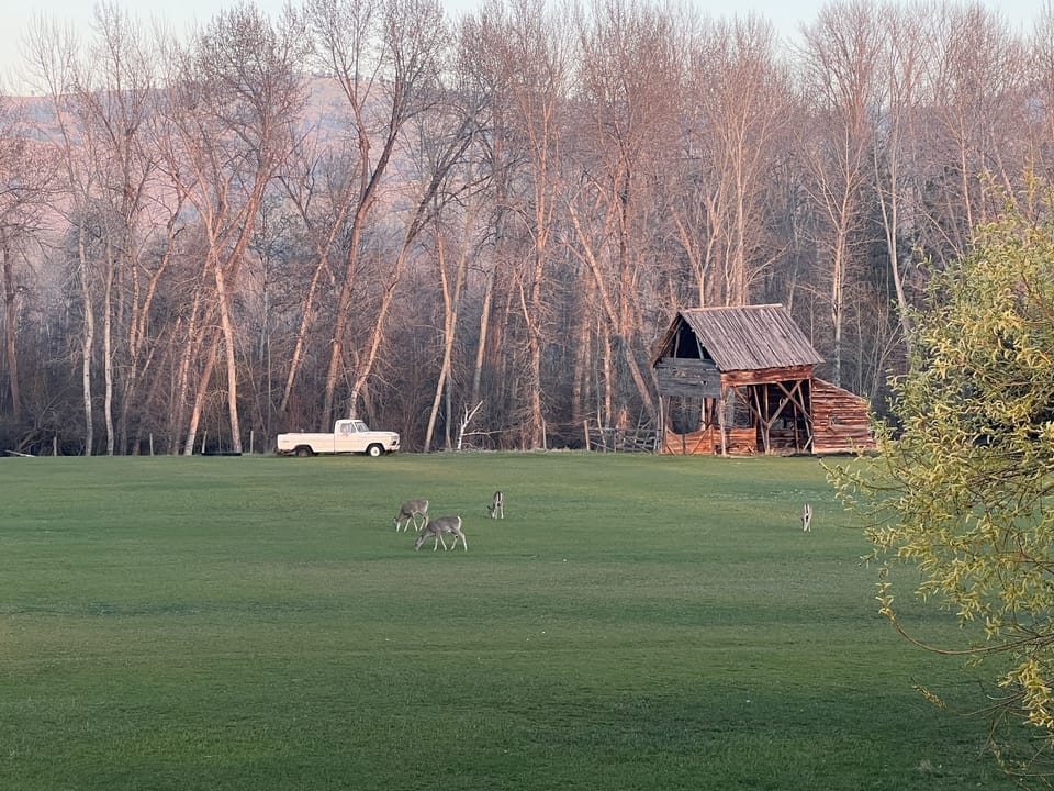 Behind Sundown cabin. Views of the mountains w/Deer every night and morning!