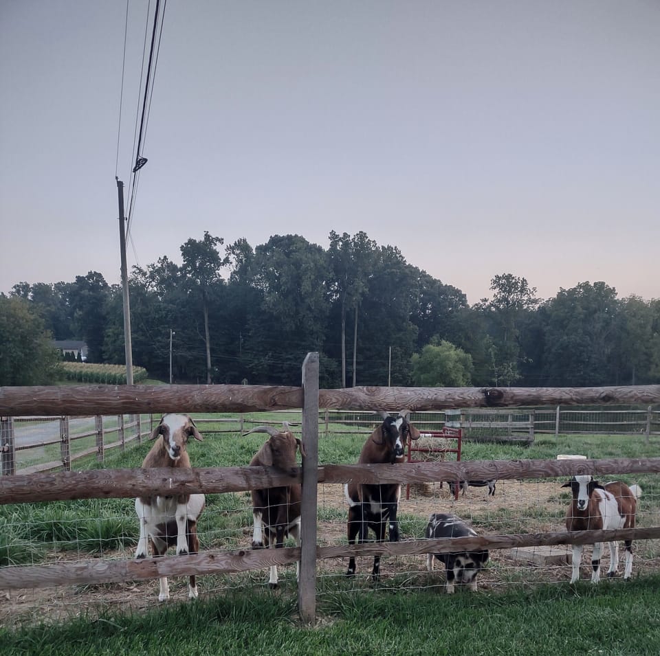 Meet the goats😊
