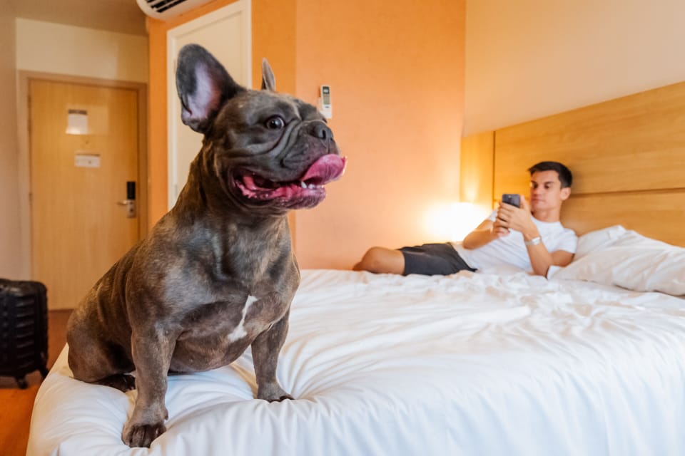 Pet-friendly amenities