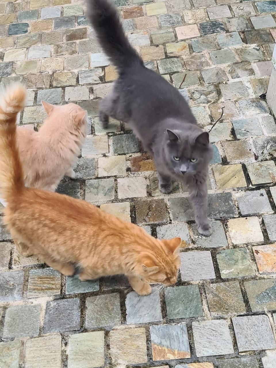 Pet-friendly