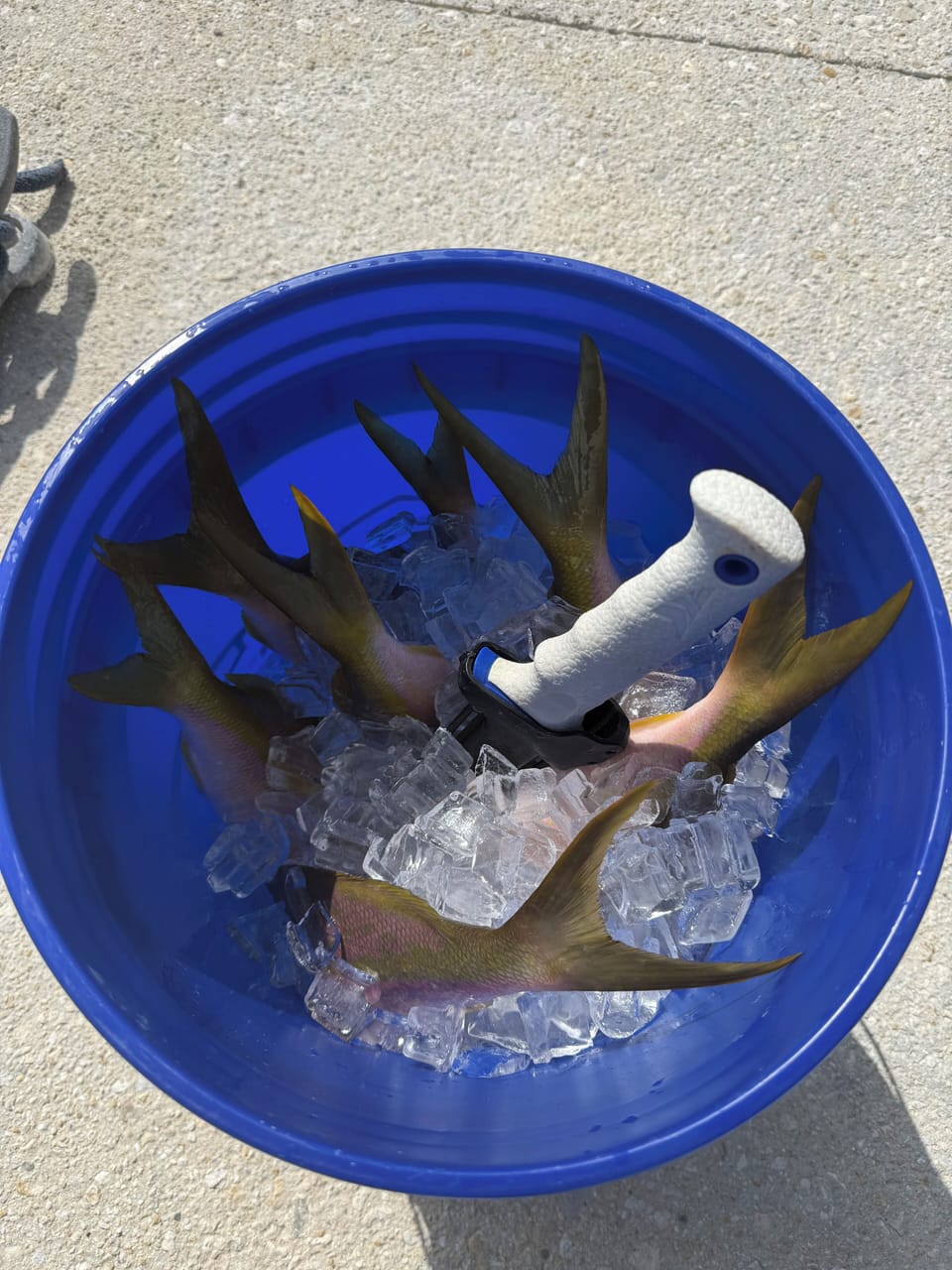 Catch yellowtail 5 minutes away from the Mariners marina.  GPS info listed