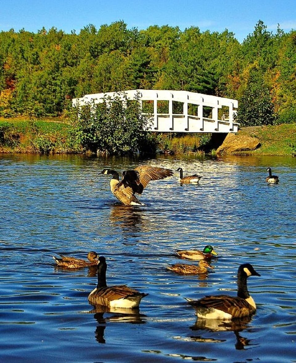 Feed the ducks and geese at Trenton Park, 5 minute drive