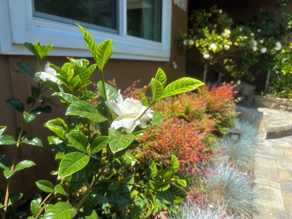 So Cal beach weather means beautiful blooms year-round