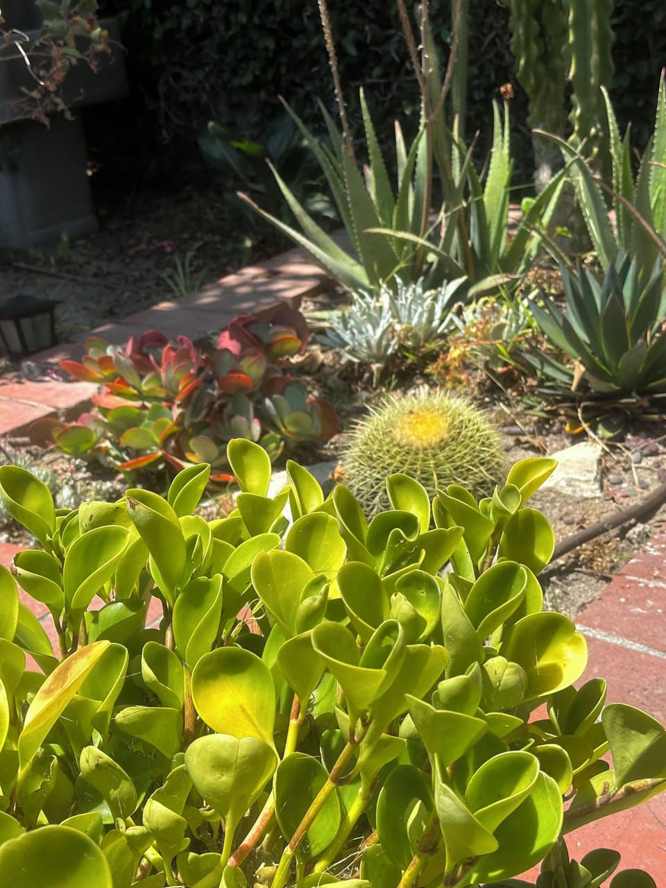 Luxe landscaping even in our custom backyard cactus garden!