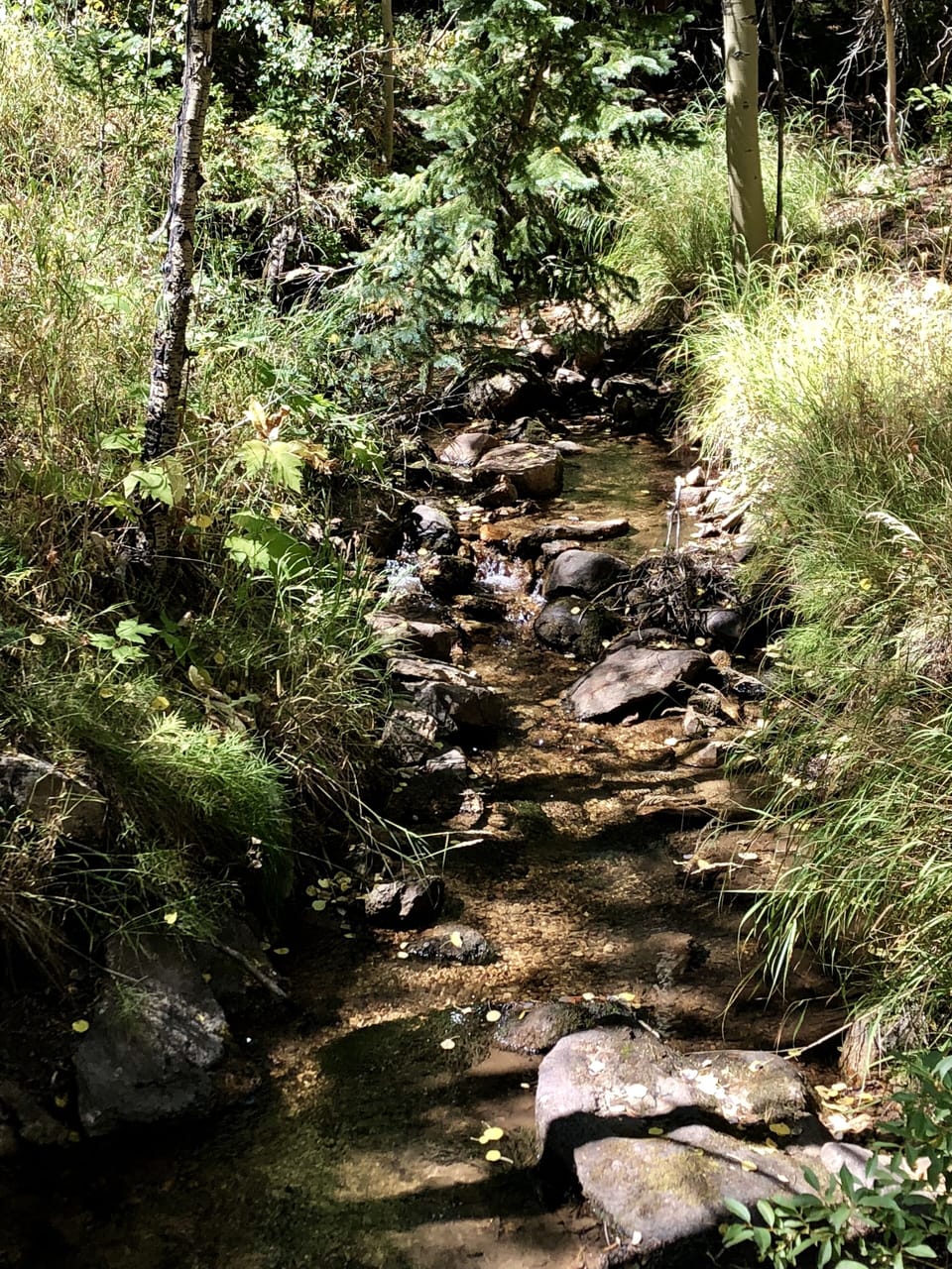 Horse Creek runs through the Allenspark property