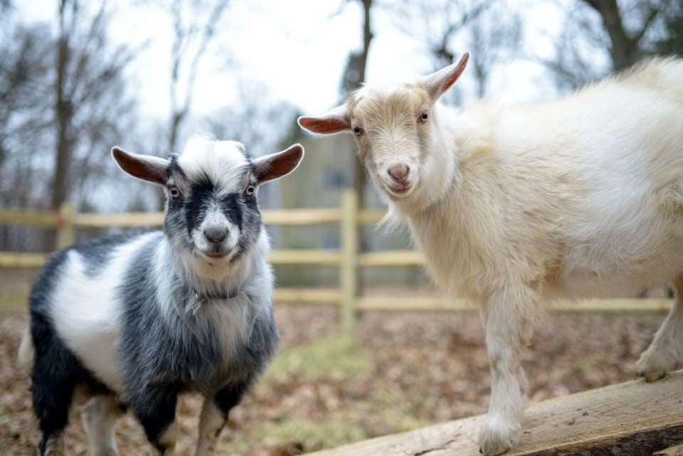 Goats