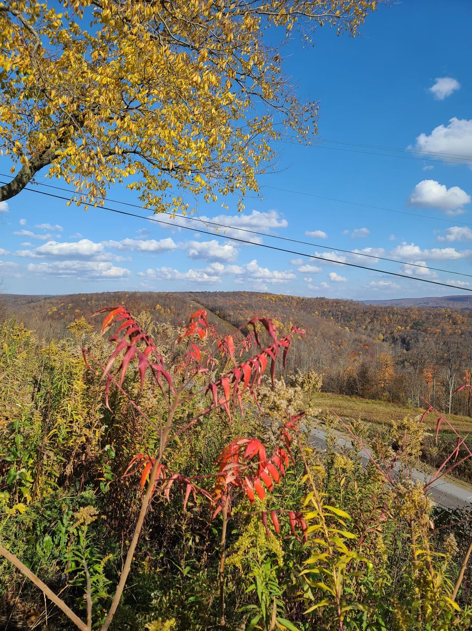 Route 220 South Overlook in Autumn