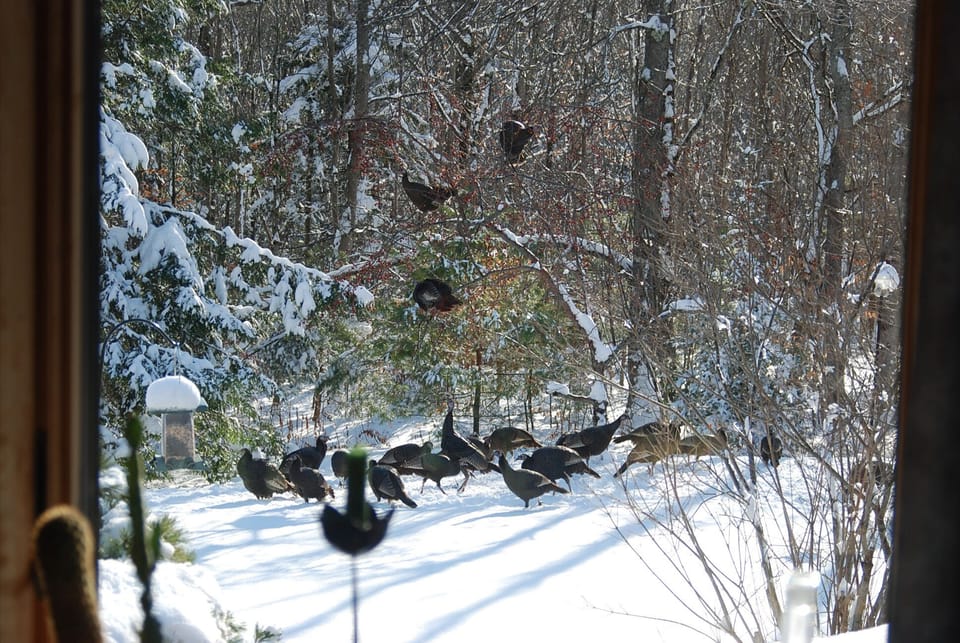 Why we call it Turkey Ridge!