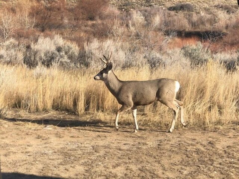 Wildlife you may see at the cabin or in the area.