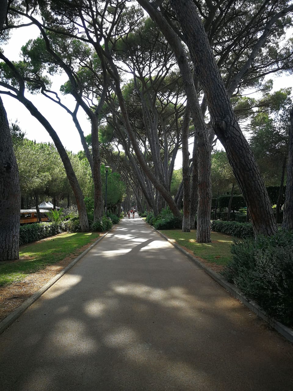 Marradi pinewood