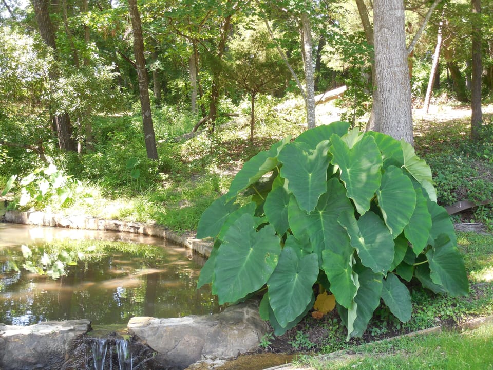 Spring water for lake