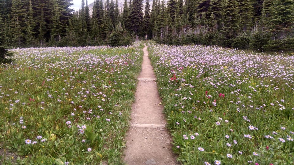Carpet of flowers along Syieh Pass Trail.