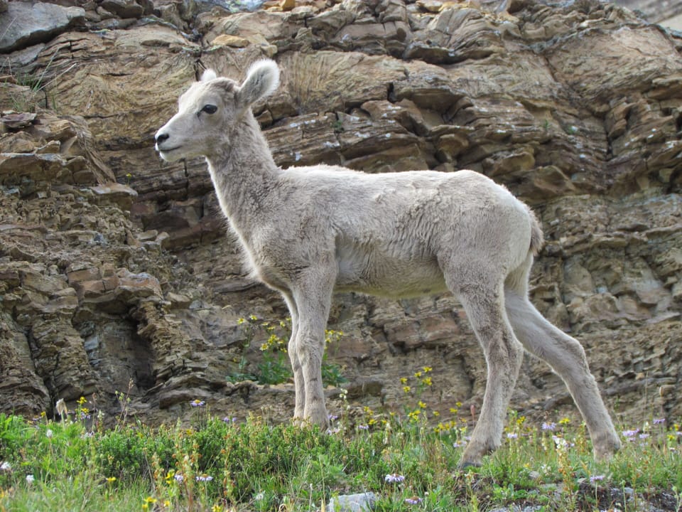 Young sheep on Siyeh Pass Trail .
