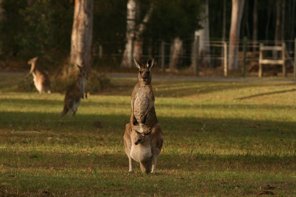 40-60 kangaroos live around our property.