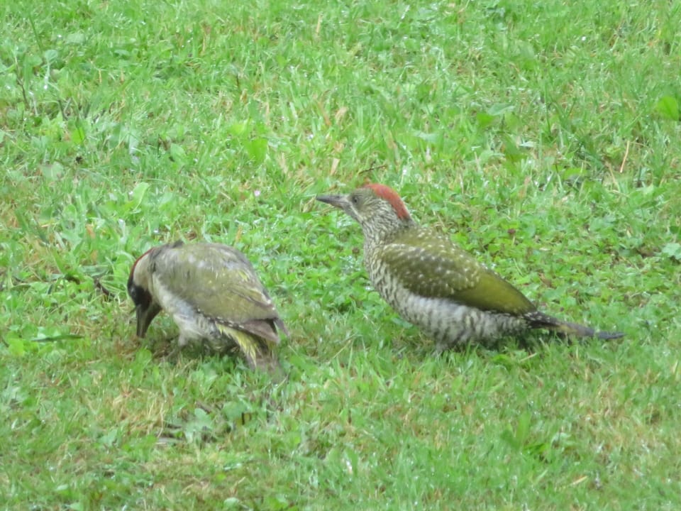Some of the other residents at Keranmeriet